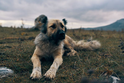 Dog looking away on field