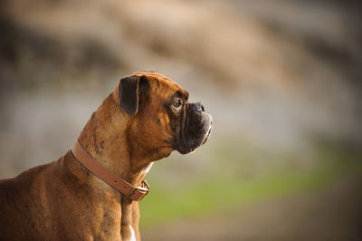 Close-up of a dog looking away