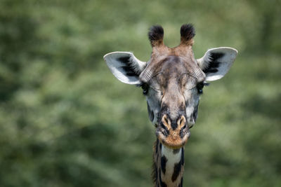 Close-up of giraffe