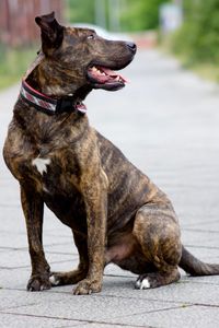 Dog sitting on footpath