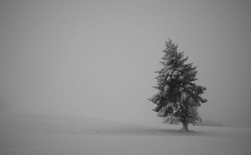 Tree on beach against clear sky