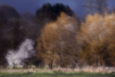 Blurred motion of trees on field