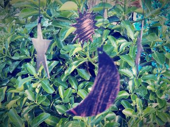 View of a cat on plant