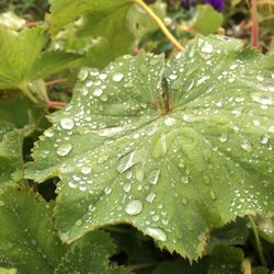 Close-up of leaves