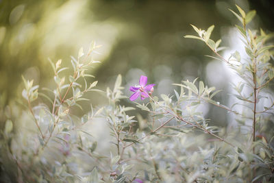 Close-up of flowering plant