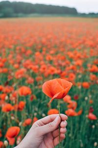 Close-up of hand holding red flowering plant