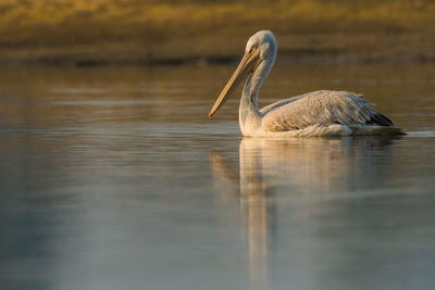 View of a bird in lake