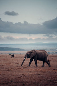 View of elephant on land against sky