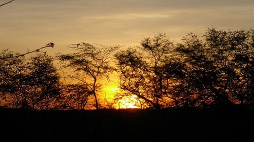Silhouette trees against sky during sunset