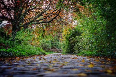 Footpath amidst trees in forest during autumn