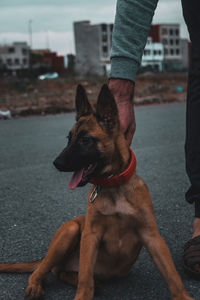 Low section of person with dog on street in city