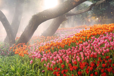 Tulips blooming in sunny day