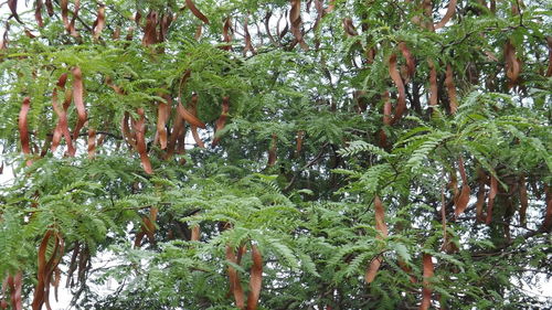 Low angle view of trees