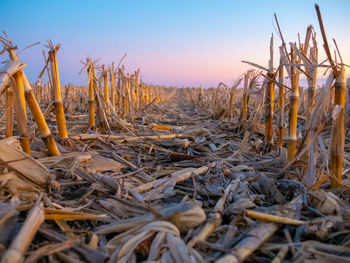 Close-up of crops on field against sky