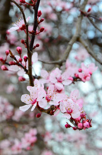 Close-up of pink cherry blossoms in spring