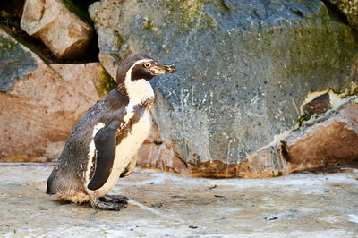 Side view of penguin on rock