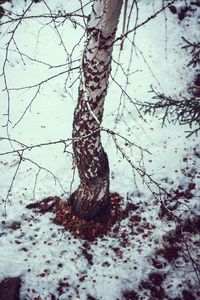 Close-up of tree trunk during winter