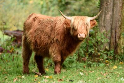 Cow standing on field