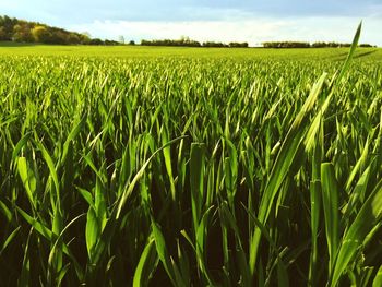 Close-up of wheat field against sky