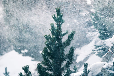 Pine trees on snow covered landscape