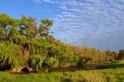 Trees and plants against sky