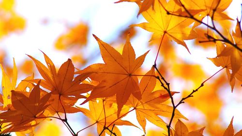 Low angle view of autumn leaves