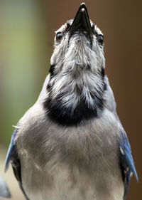 Close-up of an animal looking away