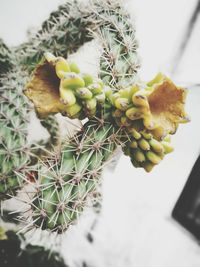 Close-up of cactus growing on tree