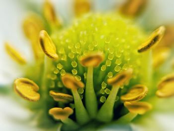 Close-up of flowering plant