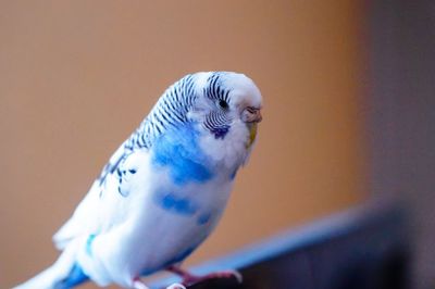 Close-up of parrot perching