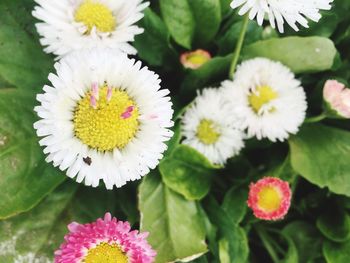 Close-up of flowers blooming outdoors