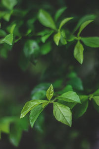 Close-up of green leaves