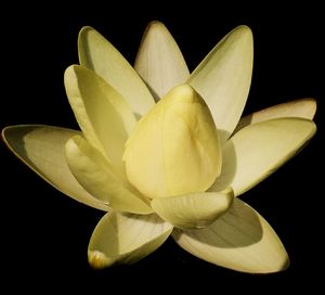 Close-up of frangipani blooming against black background