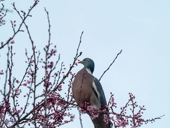 Low angle view of bird perching on branch against clear sky