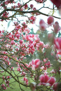 Low angle view of pink flowering tree