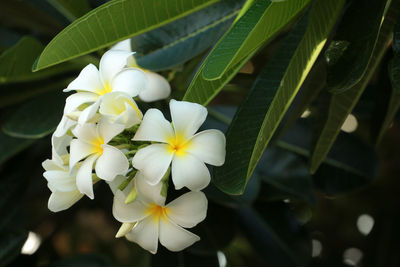 Close-up of white flowering plant