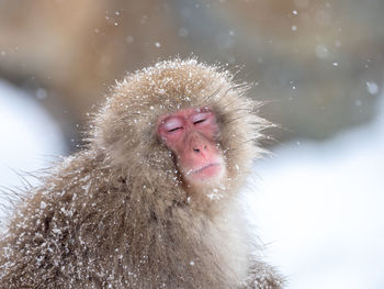 Monkey on snow