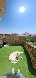 Dog relaxing on grass against sky