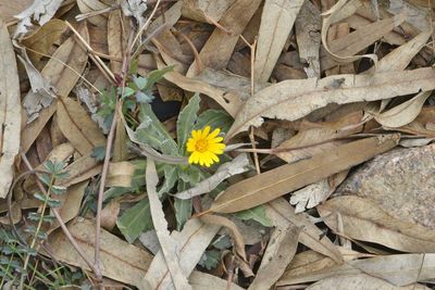 Close-up of yellow flowers