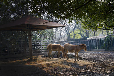 Cow standing in the ground