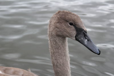 Close-up of swan swimming in lake