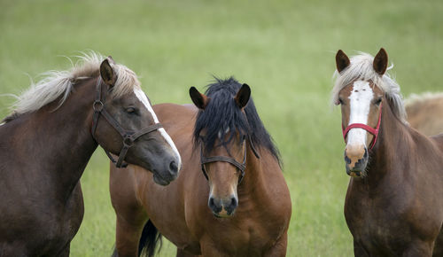 Horse standing on field