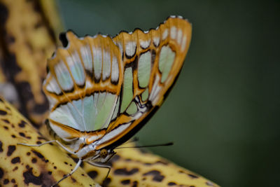 Close-up of butterfly