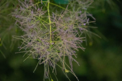 Close-up of purple flowering plant