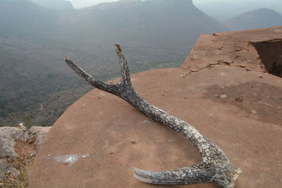 High angle view of lizard on rock