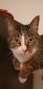 Close-up portrait of cat relaxing at home