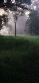 Trees on field in foggy weather