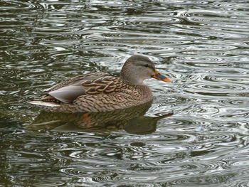 Duck swimming in lake