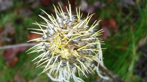 Close-up of flower against blurred background