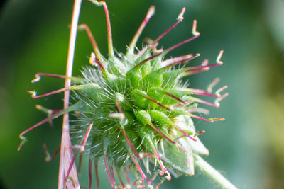 Close-up of succulent plant